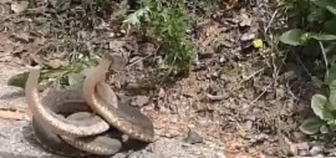Artvin'de yılanların dansı görüntülendi