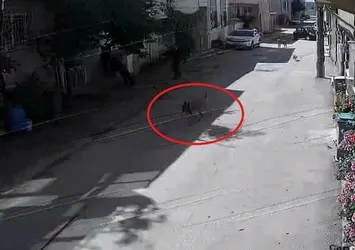 Bursa'da başıboş köpek dehşeti! 3 çocuğa saldırdı | O anlar kamerada