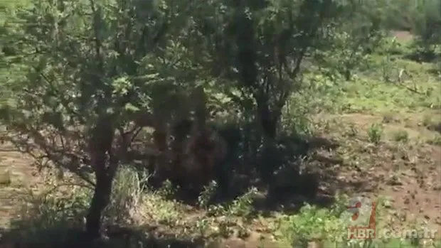 Zürafa aslanlara yem olmaktan kurtulamadı! Vahşi doğanın acımasız yüzü 19