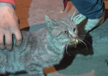 Son dakika | Gaziosmanpaşa'da peş peşe kedi ölümleri! Bu nasıl bir vicdansızlık