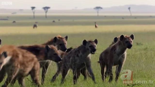 İzmir'de sırtlan paniği! "Tire canavarı" korku salıyor 6