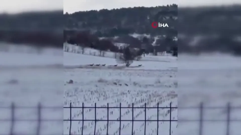 Bilecik’te geyik sürüsü görüntülendi