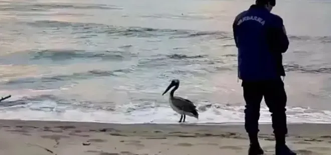 Bartın sahilinde pelikan görüldü