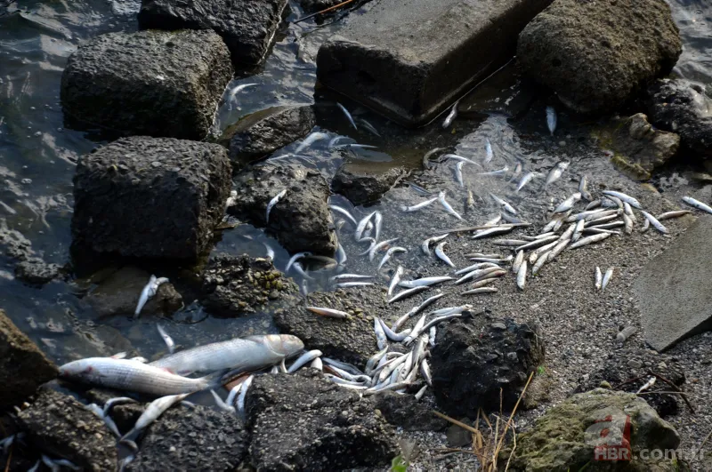 Küçükçekmece Gölü’nde büyük dram! CHP'li İBB kılını bile kıpırdatmıyor! Balıklardan sonra şimdi de martı ölümleri başladı 10
