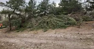 İzmir’de ağaç katliamı!