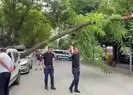 Ağaç otomobilin üzerine devrildi