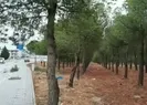 CHP’li belediyeden ağaç katliamı