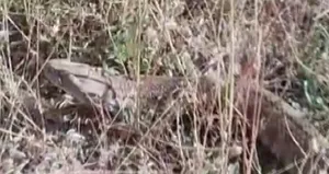 O ilde ortaya çıktı! Gözlerine inanamadılar