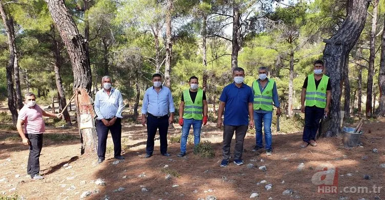 Köylülerin geçim kapısı oldu! Kilosu 700 liradan alıcı buluyor
