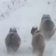 Kış uykusuna yatmayan ayılar şaşırttı