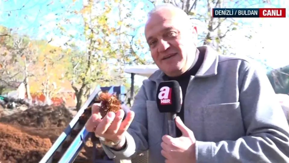 Kestaneler otların altından çıkarılıyor