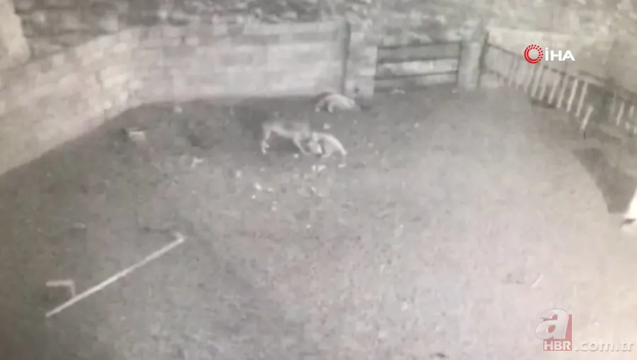 Ağıla girince şoke oldu! Kaçarken tekrar saldırdı… Tek tek saldırıp böyle dehşet saçtı 9