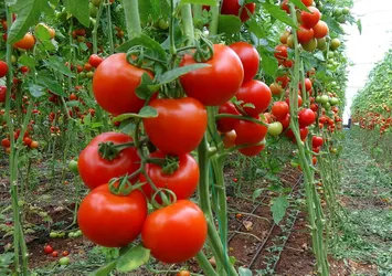 Domatesin fiyatı geriledi