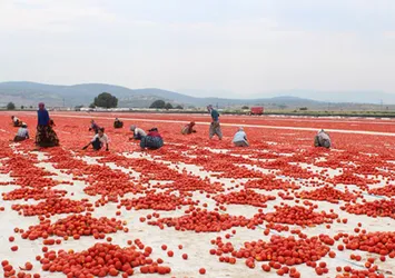 Türk domatesi dünya pazarında
