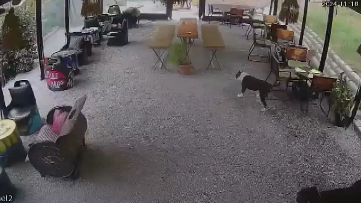 Avcılar'da kafede pitbull dehşeti kamerada