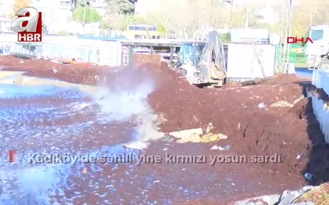 Kadıköy’de sahili yine kırmızı yosun sardı