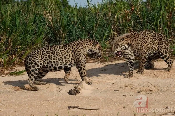 İki jaguar karşı karşıya geldi! Vahşi doğadan sosyal medyayı sallayan görüntü