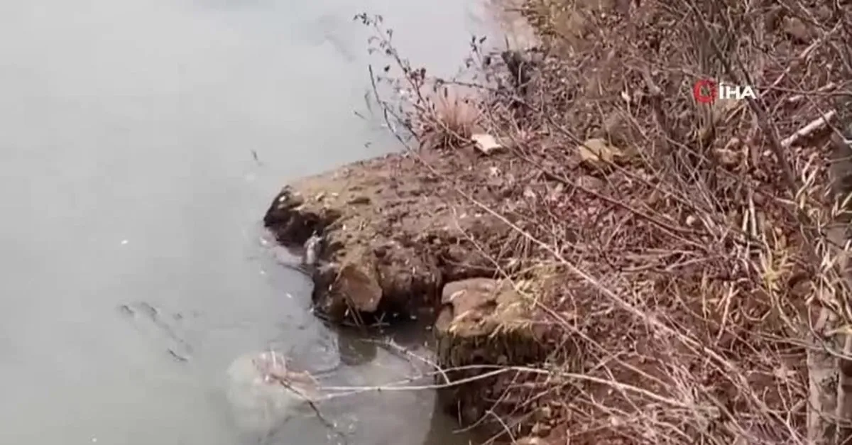 Nesli tehlikede! Tunceli'de görüntülediler