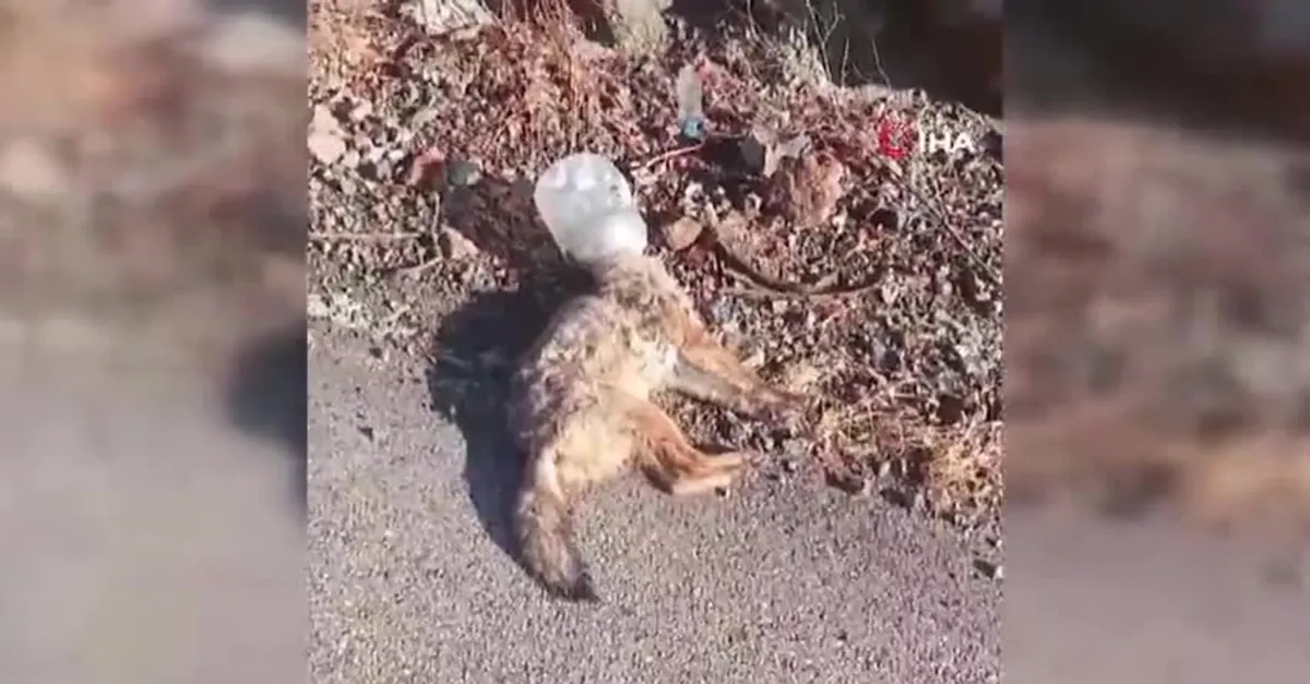 Kafasını soktuğu kap sonu oldu