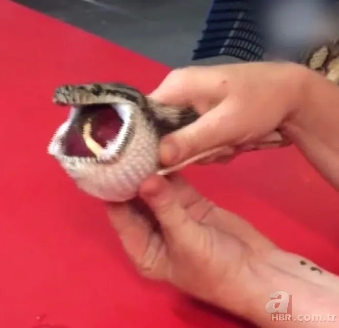 Karaya vuran balinanın karnından öyle bir şey çıktı ki... Akılalmaz olay 34