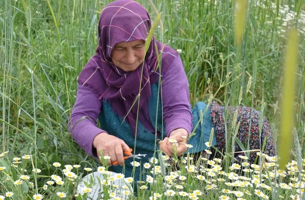 manisada-papatya-hasadi-basladi-gunluk-kazanclari-600-tl-1653893233724.jpg Manisa’da papatya hasadı başladı! Günlük kazançları 600 TL - 2