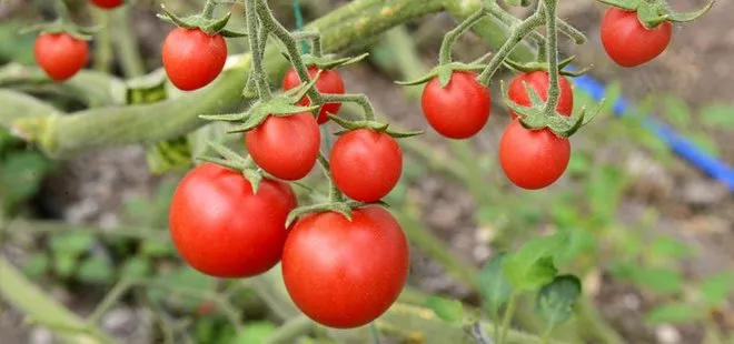 Rusya’dan ’domates’ açıklaması
