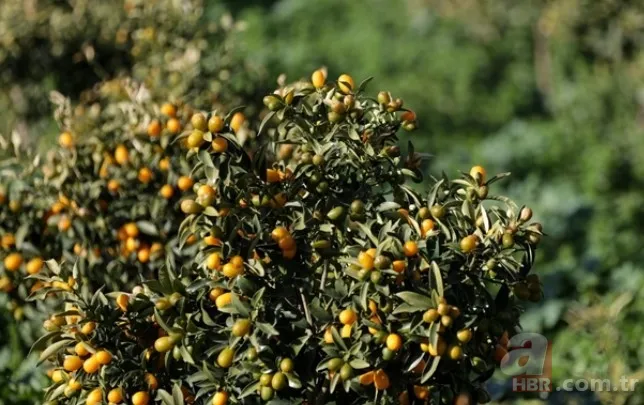 Ne mandalina ne portakal! Kabuğuyla yenen "küçük mücevher" resmen şifa bombası: Kansere dahi iyi geliyor 5