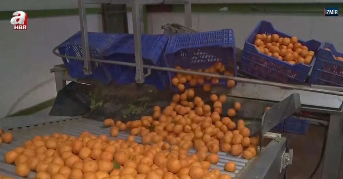 Ege'den dünyaya mandalina ihracatı