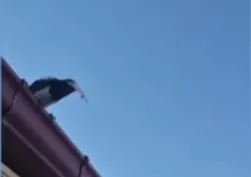 Karganın akılalmaz hırsızlığı! Masadaki parayı böyle çaldı