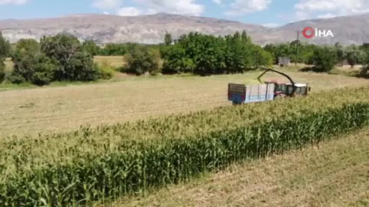 Bayburt'ta silajlık mısır hasadı kamerada