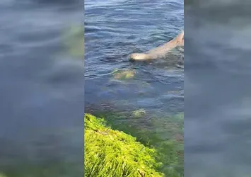 Nesli tükenmekte! Sinop’ta görüntülendi