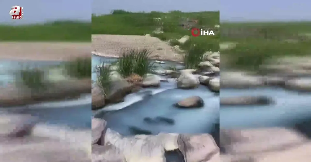 Marmara Denizi tehlikede