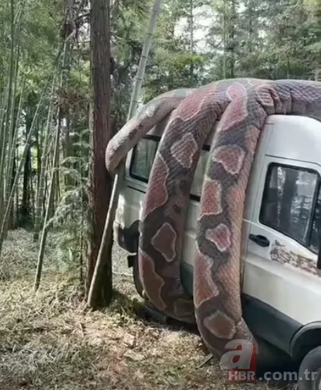 Bu görüntüler dehşete düşürdü! Dev anakonda arabayı sardı 9