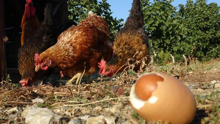 Yumurtanın içinden çıkan şaşırttı! Tam yiyordu...