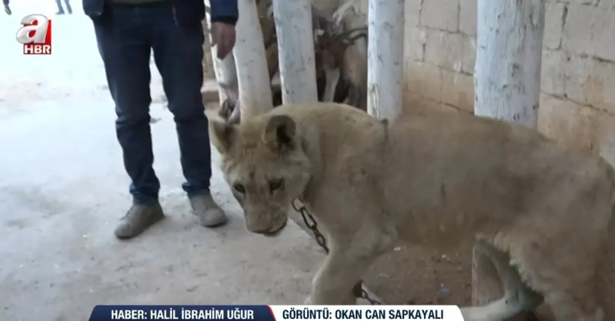 Teröristler hayvanları da çalmak istedi