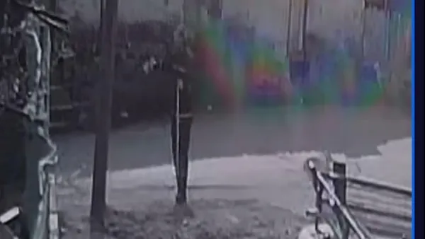 İBB'nin bu canlılarla alıp veremediği ne? İğne vurup ölüme terk ettiler - 1