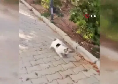 Kedi ile farenin oyunu kamerada