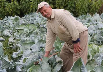 Bir asırdır aynı tohumla lahana ekiyor