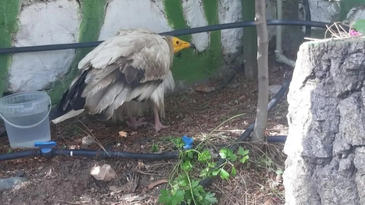 Adıyaman'da tedavi edilen akbaba doğaya salındı