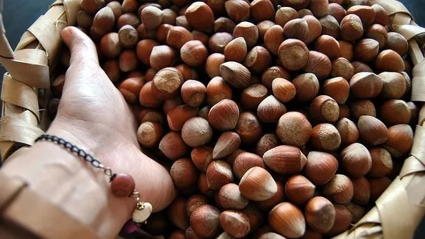 31 Ocak FINDIK FİYATLARI: 🌰 Serbest piyasada fındık fiyatı kaç TL oldu? Giresun, Ordu, Samsun, Trabzon GÜNCEL LİSTE!