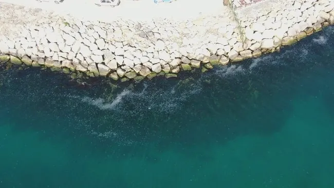 İstanbul Boğazı’nda denizanası istilası sualtından görüntülendi