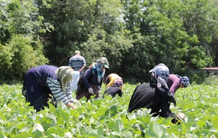 en-bereketli-topraklarda-hasat-basladi-3-donum-arazide-ekti-50-tlden-satiliyor-1715945366994.jpg En bereketli topraklarda hasat başladı: 3 dönüm arazide ekti 50 TL'den satılıyor - 4