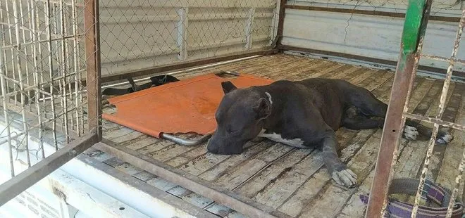 Mardin'de pitbull paniği! Evin bahçesine daldı