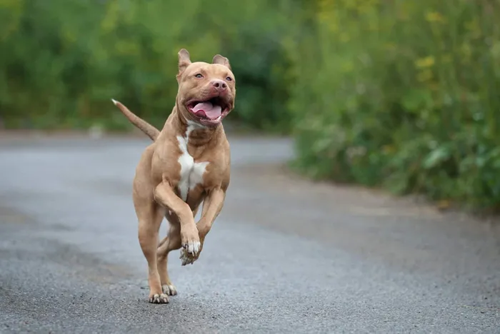 Pitbull sahipleri ne yapmalı? Köpek beslerken nelere dikkat edilmeli? Dünyaca ünlü köpek eğitmeni A Haber’e konuştu - 6