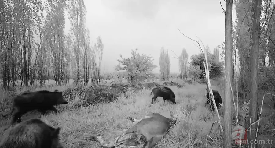 Arazide dolaşan vatandaş şoke oldu: Daha önce bu kadar kalabalık görüntülenmemişti 7