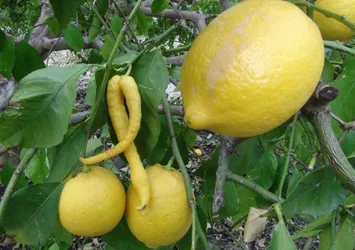 Mersin'de yetişen limon çiftçiyi şoke etti