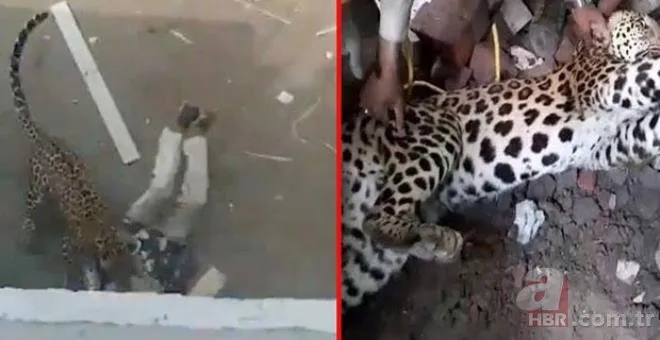 Kafesten kaçan leoparın dehşet anları! Sokakta gördüğü insanlara saldırdı