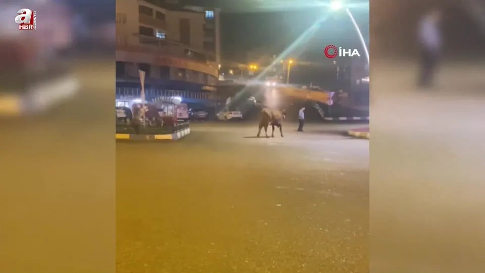 Caddede gezen büyükbaş hayvanlar kamerada