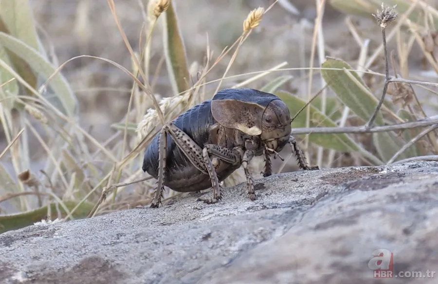 Yamyam çekirge o ilimizde yeniden ortaya çıktı 🦗 Kendi türünü yerken görüntülenmişti 1