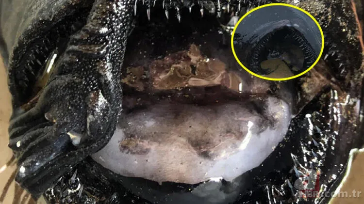 ABD kıyılarına vuran deniz canlısı bilim insanlarını şoke etti! Görüntüleri servis edildi 1